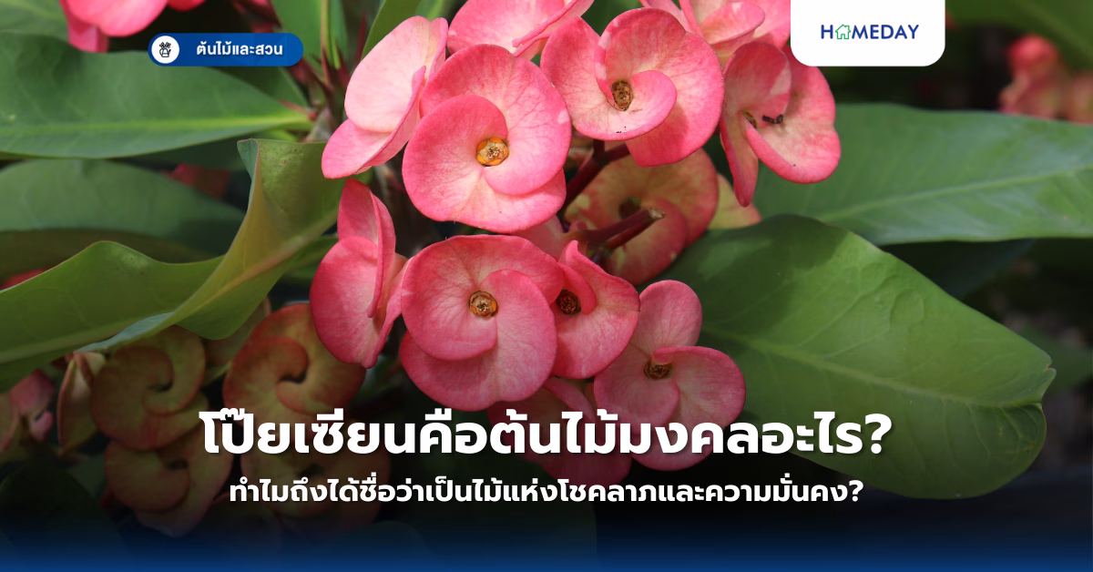 ปลูกผักสวนครัวริมรั้วแบบไหนที่ปลูกง่าย ดูแลสะดวก เก็บกินได้นานตลอดปี? (copy)