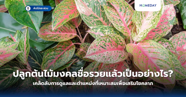 โป๊ยเซียนคือต้นไม้มงคลอะไร? ทำไมถึงได้ชื่อว่าเป็นไม้แห่งโชคลาภและความมั่นคง? (copy)