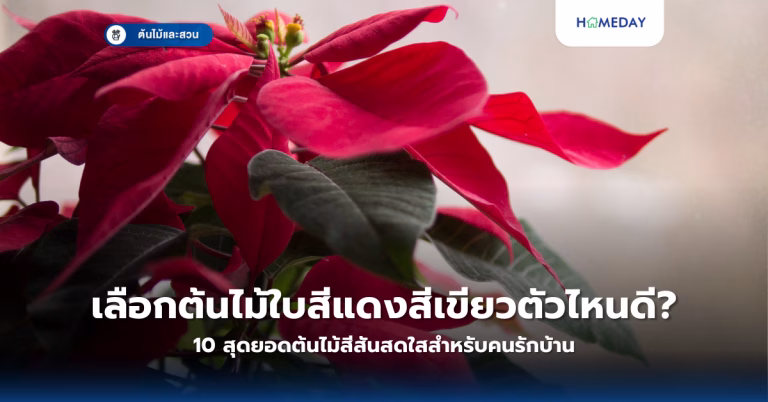 ต้นไม้มงคลชนิดใดบ้างที่ปลูกในกระถางได้ ทนแดดและดูแลง่ายที่สุด? (copy)