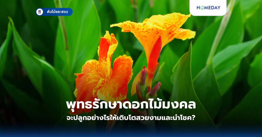พุทธรักษาดอกไม้มงคล จะปลูกอย่างไรให้เติบโตสวยงามและนำโชค?