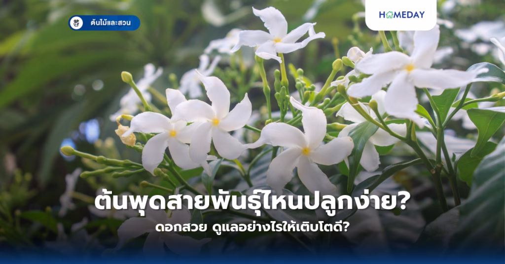 พุทธรักษาดอกไม้มงคล จะปลูกอย่างไรให้เติบโตสวยงามและนำโชค? (copy)