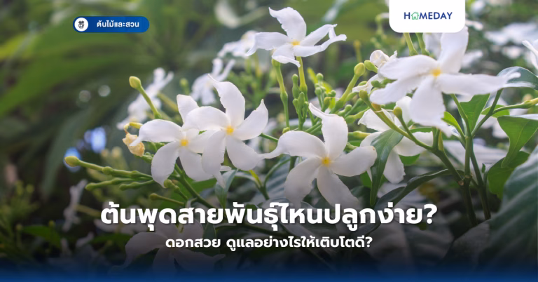 พุทธรักษาดอกไม้มงคล จะปลูกอย่างไรให้เติบโตสวยงามและนำโชค? (copy)