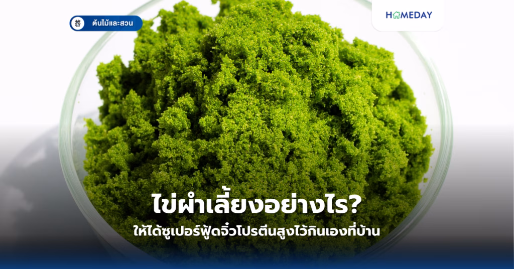 ไข่ผำเลี้ยงอย่างไร ให้ได้ซูเปอร์ฟู้ดจิ๋วโปรตีนสูงไว้กินเองที่บ้าน?