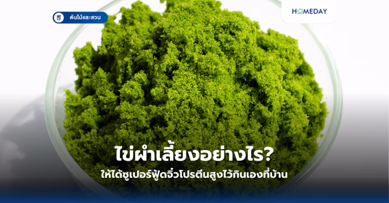 ไข่ผำเลี้ยงอย่างไร ให้ได้ซูเปอร์ฟู้ดจิ๋วโปรตีนสูงไว้กินเองที่บ้าน?