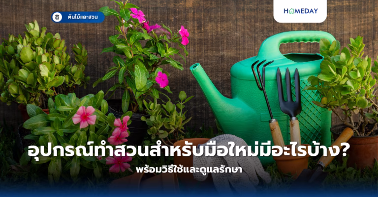 ไข่ผำเลี้ยงอย่างไร ให้ได้ซูเปอร์ฟู้ดจิ๋วโปรตีนสูงไว้กินเองที่บ้าน? (copy)