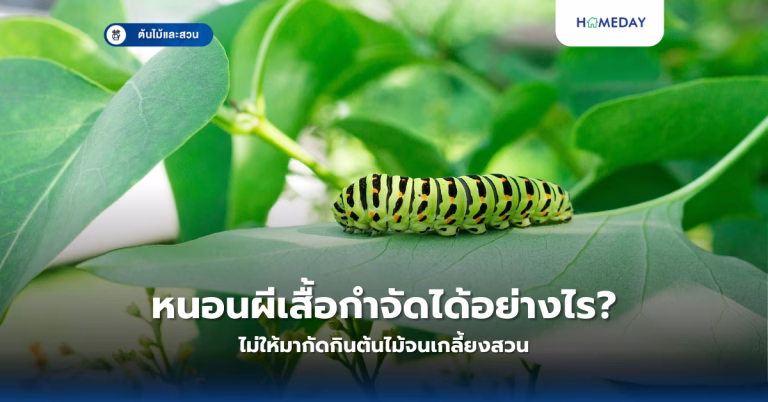 หนอนผีเสื้อกำจัดได้อย่างไร ไม่ให้มากัดกินต้นไม้จนเกลี้ยงสวน?