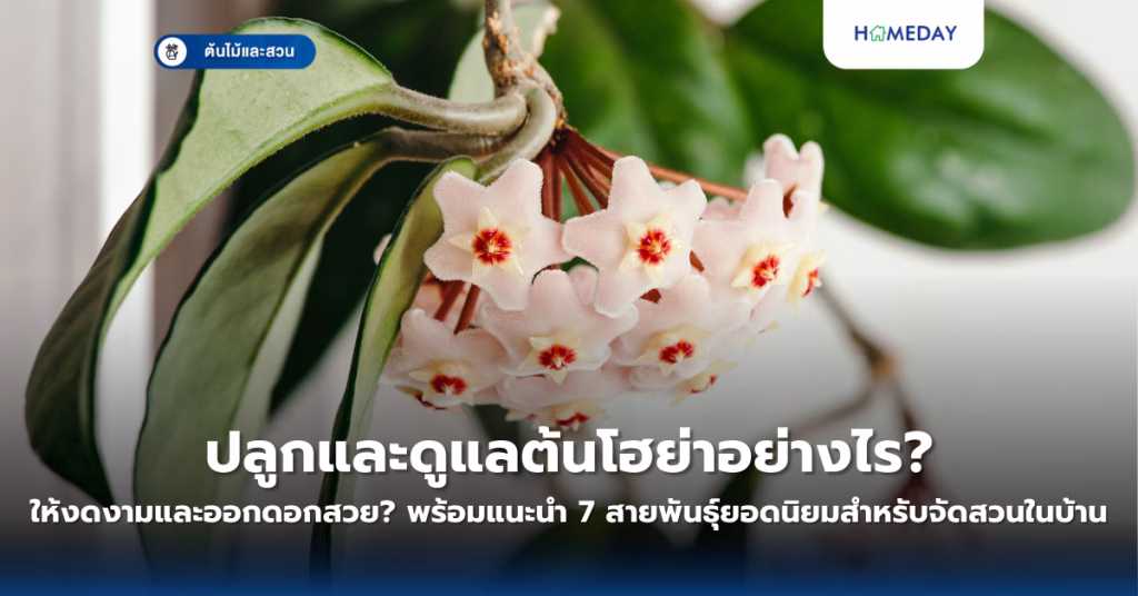 ปลูกและดูแลต้นโฮย่าอย่างไรให้งดงามและออกดอกสวย? พร้อมแนะนำ 7 สายพันธุ์ยอดนิยมสำหรับจัดสวนในบ้าน