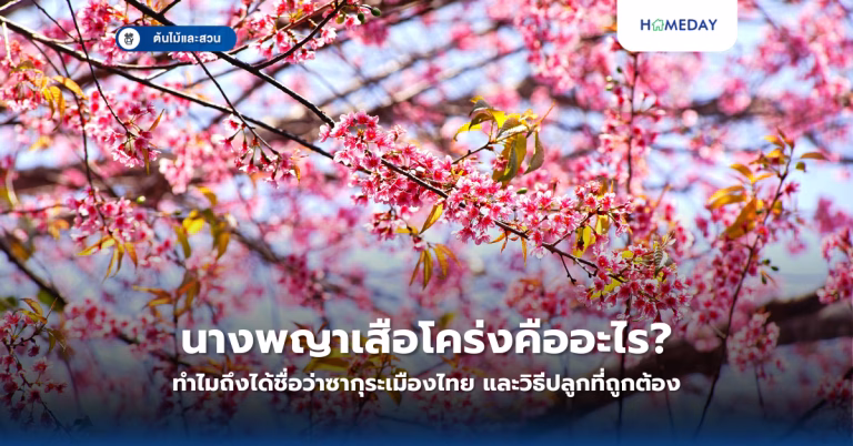 ปลูกและดูแลต้นโฮย่าอย่างไรให้งดงามและออกดอกสวย? พร้อมแนะนำ 7 สายพันธุ์ยอดนิยมสำหรับจัดสวนในบ้าน (copy)