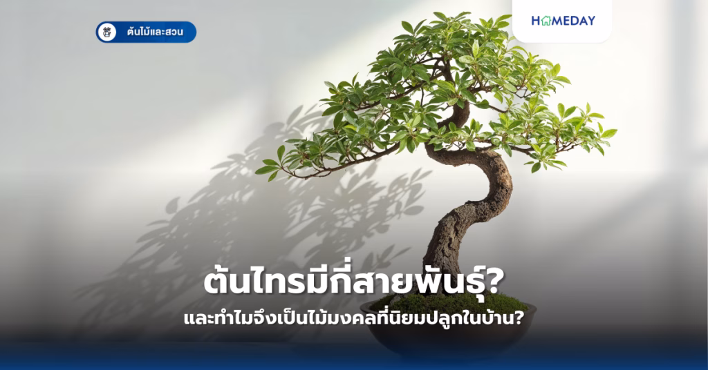 ต้นไทรมีกี่สายพันธุ์? และทำไมจึงเป็นไม้มงคลที่นิยมปลูกในบ้าน?