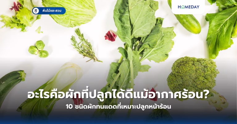 ต้นไทรมีกี่สายพันธุ์? และทำไมจึงเป็นไม้มงคลที่นิยมปลูกในบ้าน? (copy)