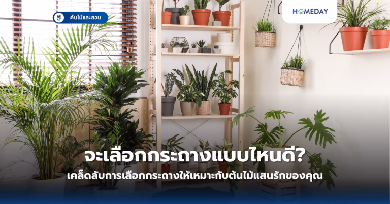 วิธีเลือกแผ่นปูทางเดินในสวนอย่างไรให้สวยและทนทานในทุกฤดูกาล? (copy)