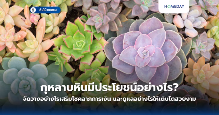 กุหลาบหินมีประโยชน์อย่างไร? จัดวางอย่างไรเสริมโชคลาภการเงิน และดูแลอย่างไรให้เติบโตสวยงาม