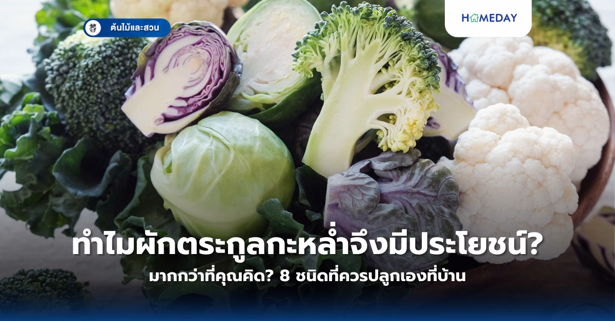อะไรคือผักที่ปลูกได้ดีแม้อากาศร้อน? 10 ชนิดผักทนแดดที่เหมาะปลูกหน้าร้อน (copy)
