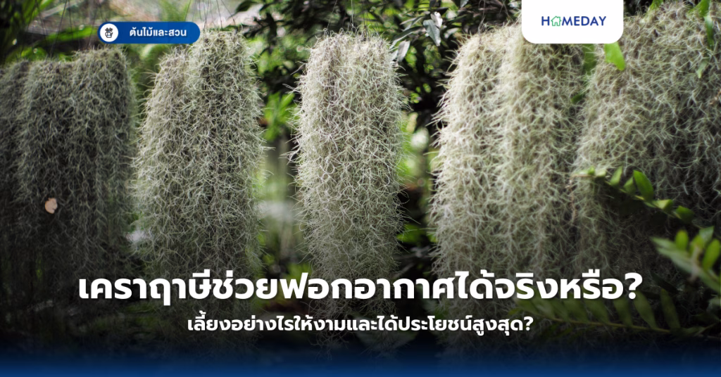 ทำไมผักตระกูลกะหล่ำจึงมีประโยชน์มากกว่าที่คุณคิด? 8 ชนิดที่ควรปลูกเองที่บ้าน (copy)