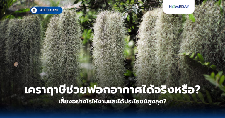 ทำไมผักตระกูลกะหล่ำจึงมีประโยชน์มากกว่าที่คุณคิด? 8 ชนิดที่ควรปลูกเองที่บ้าน (copy)