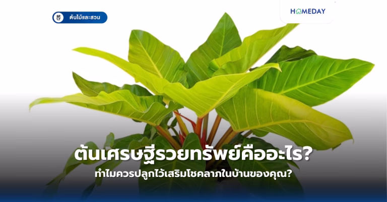 เคราฤาษีช่วยฟอกอากาศได้จริงหรือ? เลี้ยงอย่างไรให้งามและได้ประโยชน์สูงสุด? (copy)