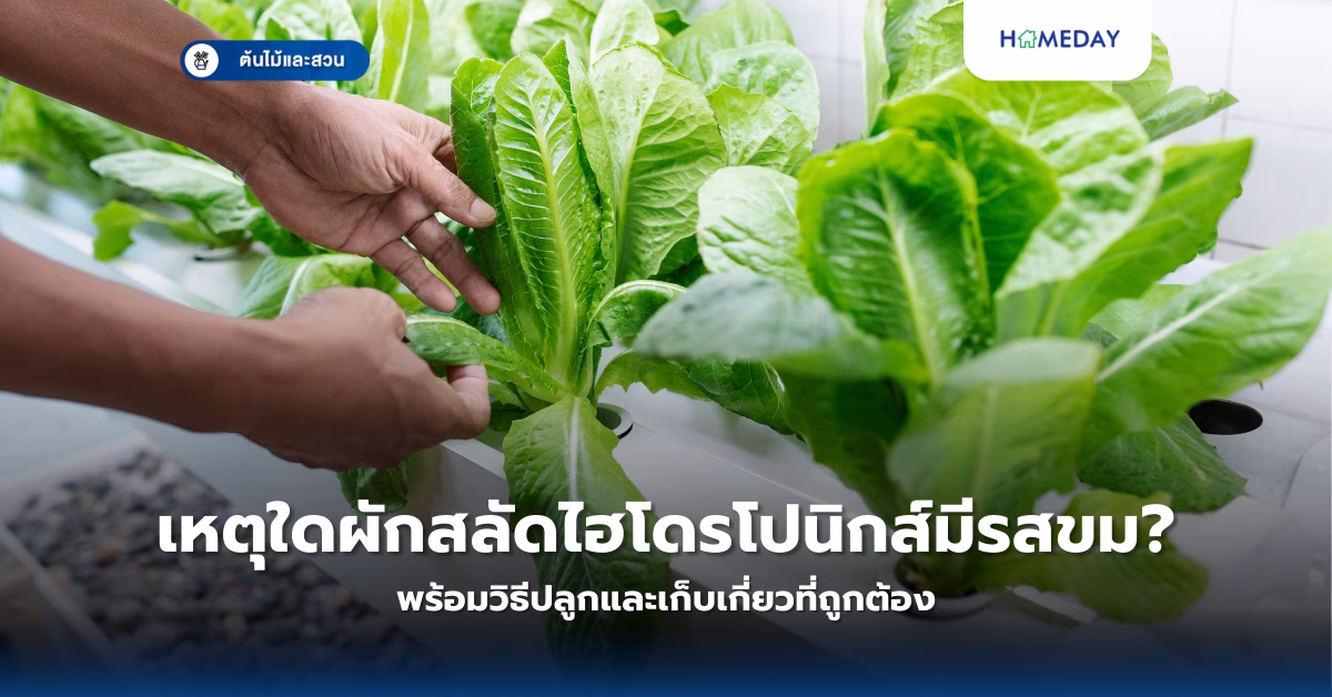 ต้นโกสนมีกี่สายพันธุ์? พร้อมวิธีปลูกและดูแลให้สวยงาม (copy)