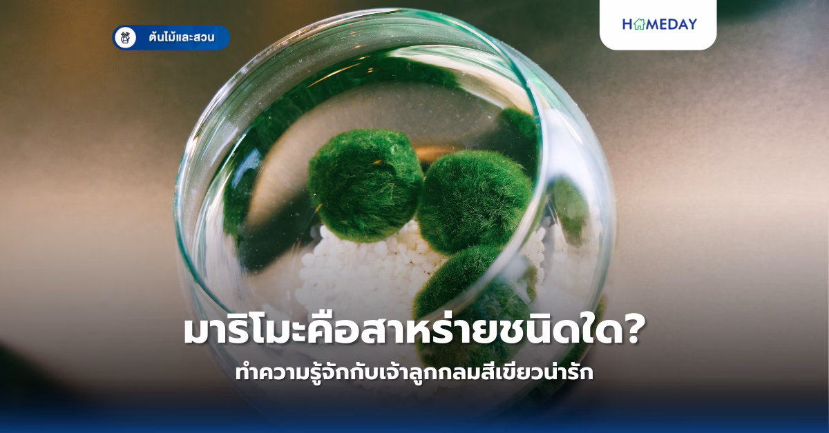เหตุใดผักสลัดไฮโดรโปนิกส์มีรสขม? พร้อมวิธีปลูกและเก็บเกี่ยวที่ถูกต้อง (copy)