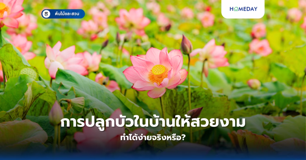 การปลูกบัวในบ้านให้สวยงาม ทำได้ง่ายจริงหรือ?