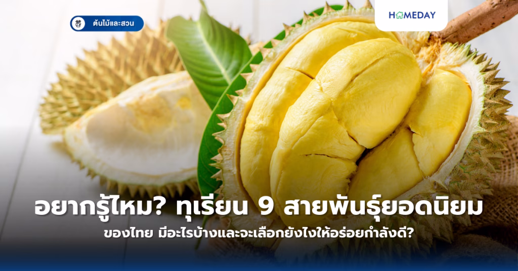 อยากรู้ไหม? ทุเรียน 9 สายพันธุ์ยอดนิยมของไทย มีอะไรบ้างและจะเลือกยังไงให้อร่อยกำลังดี?