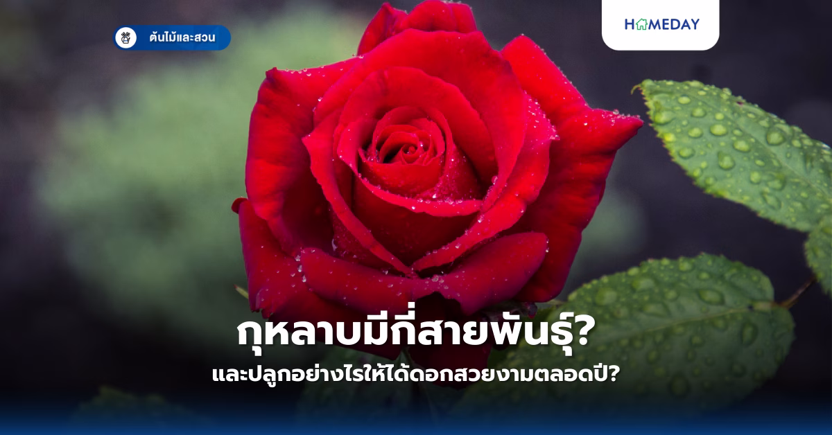 อยากรู้ไหม? ทุเรียน 9 สายพันธุ์ยอดนิยมของไทย มีอะไรบ้างและจะเลือกยังไงให้อร่อยกำลังดี? (copy)