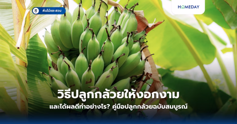 กุหลาบมีกี่สายพันธุ์และปลูกอย่างไรให้ได้ดอกสวยงามตลอดปี? (copy)