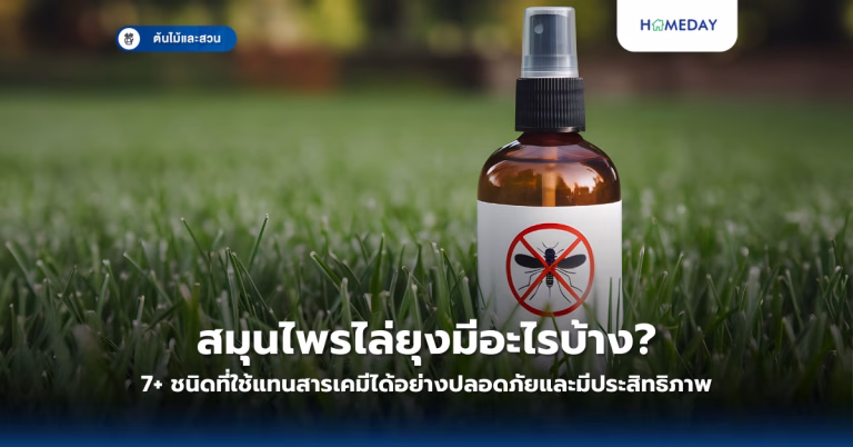 สมุนไพรไล่ยุงมีอะไรบ้าง? 7+ ชนิดที่ใช้แทนสารเคมีได้อย่างปลอดภัยและมีประสิทธิภาพ