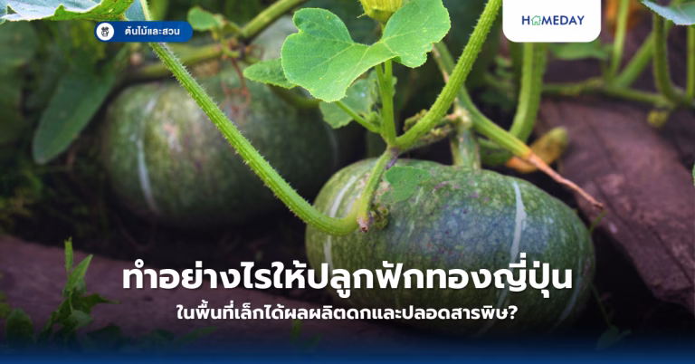 สมุนไพรไล่ยุงมีอะไรบ้าง? 7+ ชนิดที่ใช้แทนสารเคมีได้อย่างปลอดภัยและมีประสิทธิภาพ (copy)