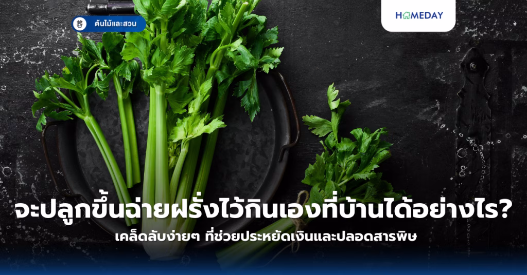 ทำอย่างไรให้ปลูกฟักทองญี่ปุ่นในพื้นที่เล็กได้ผลผลิตดกและปลอดสารพิษ? (copy)