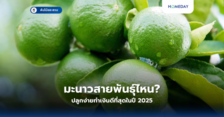 จะปลูกขึ้นฉ่ายฝรั่งไว้กินเองที่บ้านได้อย่างไร? เคล็ดลับง่ายๆ ที่ช่วยประหยัดเงินและปลอดสารพิษ (copy)