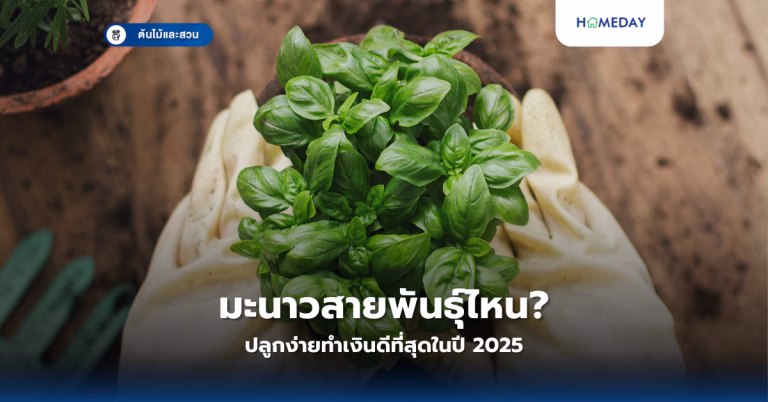 จะปลูกขึ้นฉ่ายฝรั่งไว้กินเองที่บ้านได้อย่างไร? เคล็ดลับง่ายๆ ที่ช่วยประหยัดเงินและปลอดสารพิษ (copy)