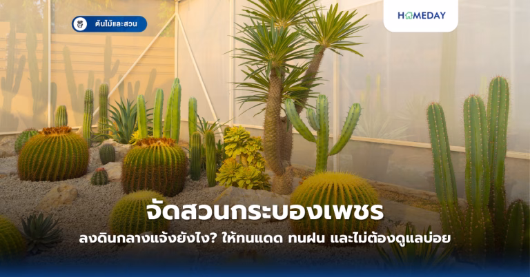 จะปลูกโหระพาอย่างไรให้โตเร็วและให้ผลดี? คู่มือครบครันจากการเตรียมดินถึงการเก็บเกี่ยว (copy)