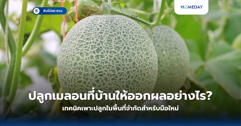 จัดสวนกระบองเพชรลงดินกลางแจ้งยังไงให้ทนแดด ทนฝน และไม่ต้องดูแลบ่อย? (copy)