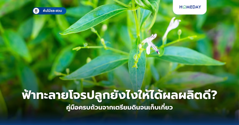 ปลูกเมลอนที่บ้านให้ออกผลอย่างไร? เทคนิคเพาะปลูกในพื้นที่จำกัดสำหรับมือใหม่ (copy)