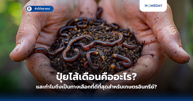 ปลูกผักในขวดพลาสติกได้ผลดีจริงหรือ? เทคนิคการทำสวนครัวในพื้นที่จำกัดที่คุณต้องรู้ (copy)