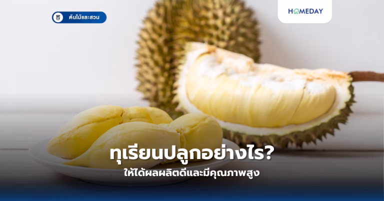 ทุเรียนปลูกอย่างไรให้ได้ผลผลิตดีและมีคุณภาพสูง?