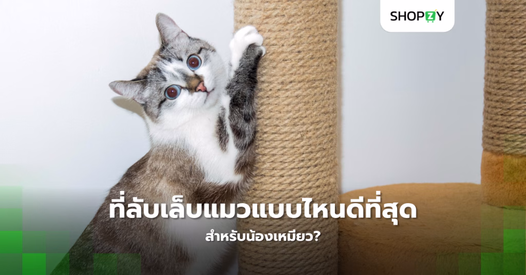 ที่ลับเล็บแมวแบบไหนดีที่สุดสำหรับน้องเหมียว?