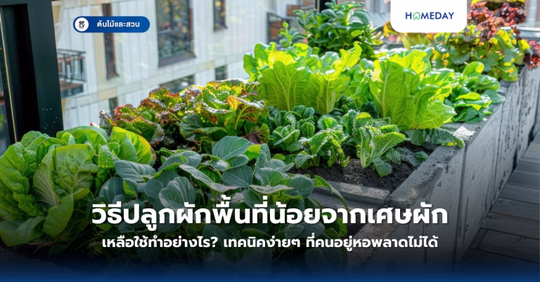 วิธีปลูกผักพื้นที่น้อยจากเศษผักเหลือใช้ทำอย่างไร? เทคนิคง่ายๆ ที่คนอยู่หอพลาดไม่ได้