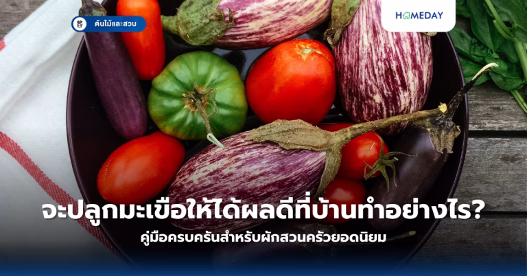 จัดสวนระเบียงคอนโดด้วยงบประมาณเพียงหลักพัน เป็นไปได้หรือไม่? (copy)