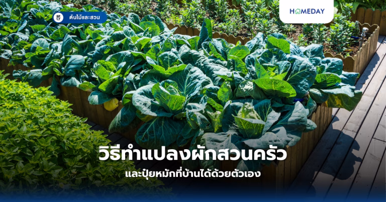 จะปลูกมะเขือให้ได้ผลดีที่บ้านทำอย่างไร? คู่มือครบครันสำหรับผักสวนครัวยอดนิยม (copy)