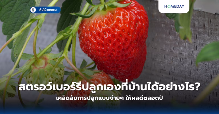 จัดสวนหลังบ้านทาวน์เฮ้าส์พื้นที่เล็กให้สวยงามได้อย่างไร? (copy)