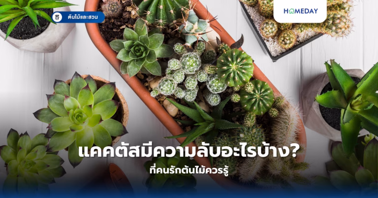 สตรอว์เบอร์รีปลูกเองที่บ้านได้อย่างไร? เคล็ดลับการปลูกแบบง่ายๆ ให้ผลดีตลอดปี (copy)