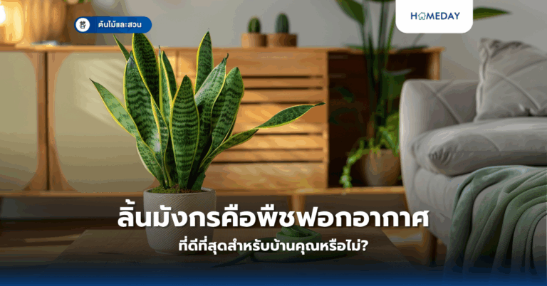 ลิ้นมังกร คือพืชฟอกอากาศที่ดีที่สุดสำหรับบ้านคุณหรือไม่?