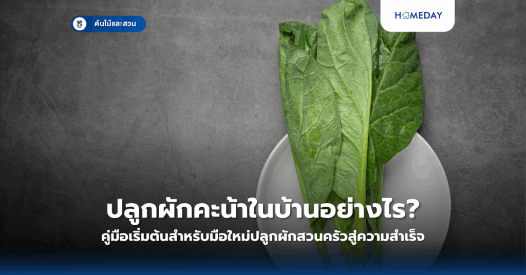 ปลูกผักคะน้าในบ้านอย่างไร? คู่มือเริ่มต้นสำหรับมือใหม่ปลูกผักสวนครัวสู่ความสำเร็จ