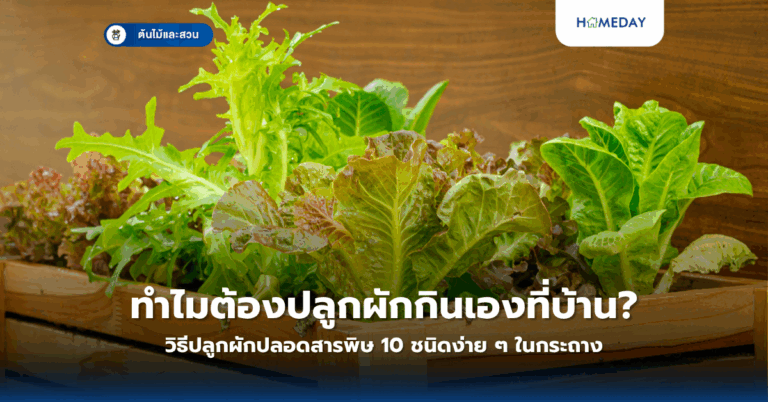 ปลูกผักคะน้าในบ้านอย่างไร? คู่มือเริ่มต้นสำหรับมือใหม่ปลูกผักสวนครัวสู่ความสำเร็จ (copy)