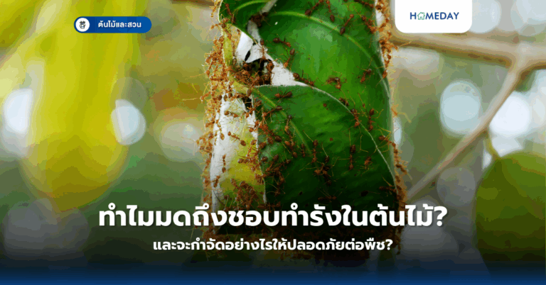 อะโวคาโดปลูกเองที่บ้านได้จริงหรือ? คู่มือสมบูรณ์สำหรับมือใหม่ (copy)