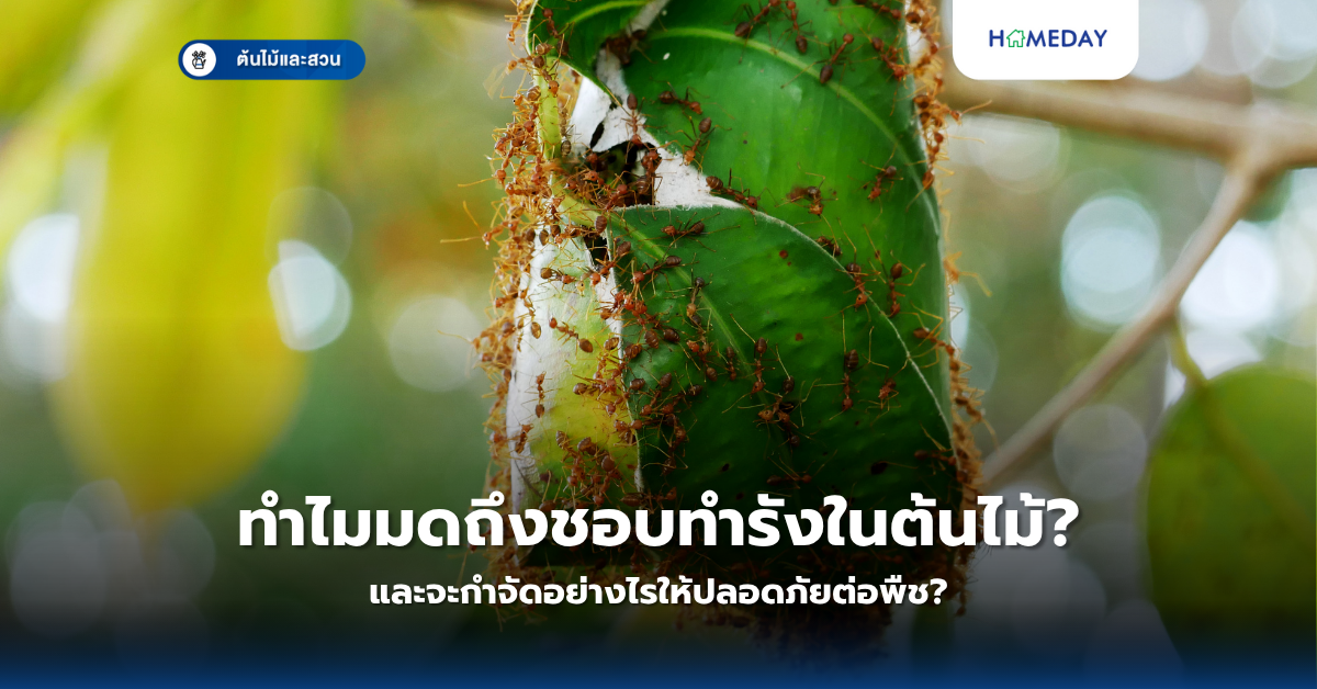อะโวคาโดปลูกเองที่บ้านได้จริงหรือ? คู่มือสมบูรณ์สำหรับมือใหม่ (copy)