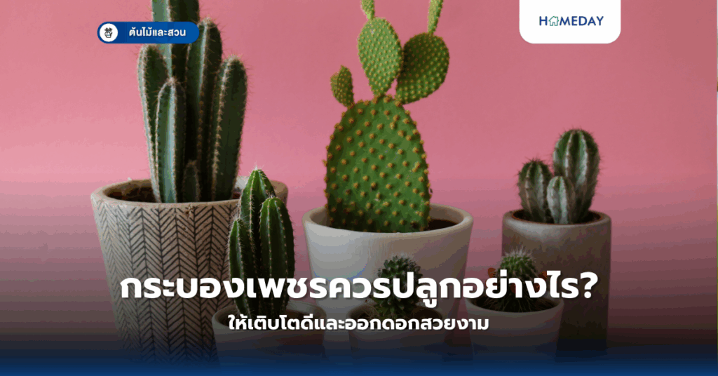 กระบองเพชรควรปลูกอย่างไร? ให้เติบโตดีและออกดอกสวยงาม