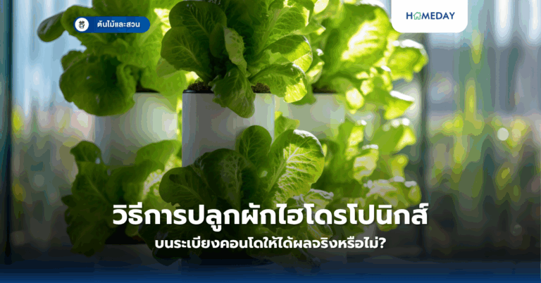 กระบองเพชรควรปลูกอย่างไร? ให้เติบโตดีและออกดอกสวยงาม (copy)