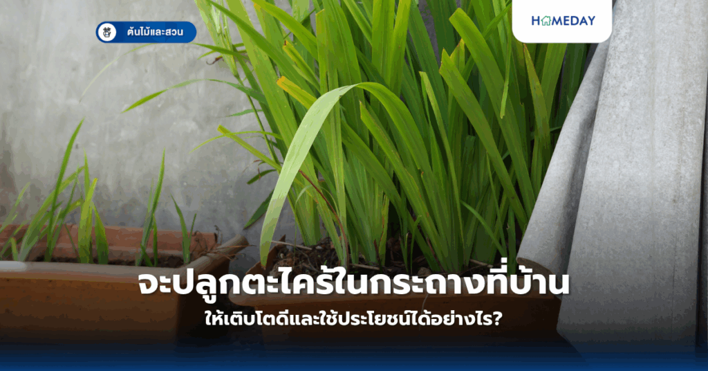 ทำแปลงผักกินเองยังไงให้ได้ผลดี ประหยัดค่าใช้จ่าย (copy)
